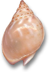 Nassarius Shell