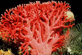 천연 붉은 산호