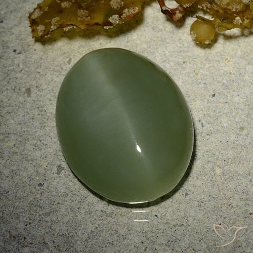 7.01ct 자연스러운 아미 그린 액티노라이트 캣츠아이, 타원형, 투명한