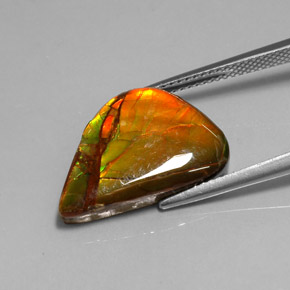7.22캐럿 천연 멀티컬러 암몰라이트, 멋진 모양, 19.2×13 mm, 불투명체