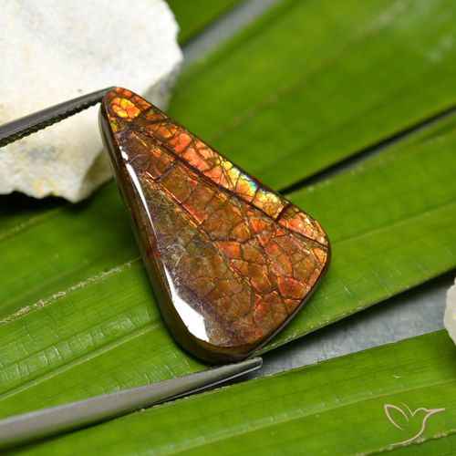 15.23ct 자연스러운 다색 암몰라이트, 팬시한, 불투명체