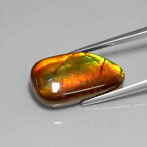 10.78캐럿 천연 다색 암몰라이트, 멋진 모양, 불투명체