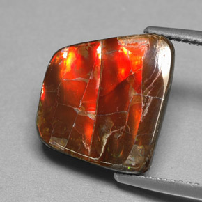 6.70캐럿 천연 멀티컬러 암몰라이트, 멋진 모양, 14.6×13.4 mm, 불투명체
