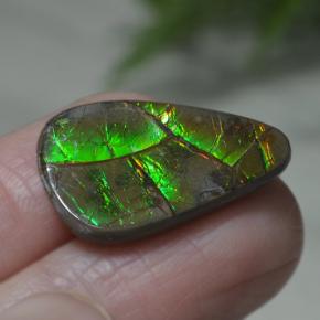 8.39캐럿 천연 멀티컬러 암몰라이트, 멋진 모양, 22.3×13.9 mm, 불투명체