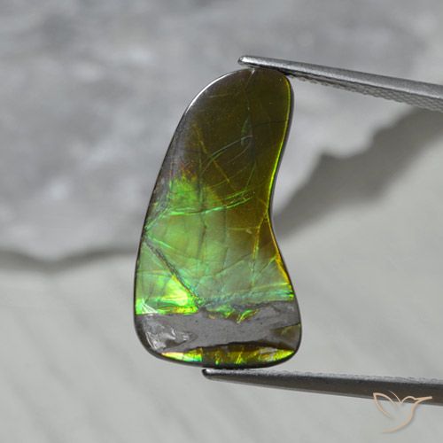 7.43ct 자연스러운 다색 암몰라이트, 팬시한, 불투명체