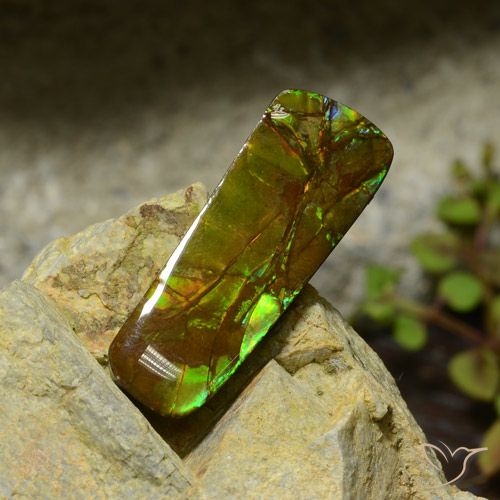 17.42ct 자연스러운 다색 암몰라이트, 팬시한, 불투명체