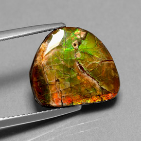 7.00캐럿 천연 멀티컬러 암몰라이트, 멋진 모양, 15.3×13.4 mm, 불투명체