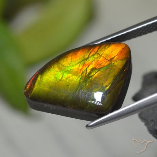 8.39캐럿 천연 멀티컬러 암몰라이트, 멋진 모양, 17.5×12.4 mm, 불투명체