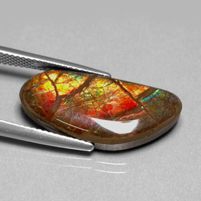 9.95캐럿 천연 다색 암몰라이트, 멋진 모양, 불투명체