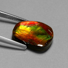 10.55캐럿 천연 멀티컬러 암몰라이트, 멋진 모양, 17.6×13.2 mm, 불투명체