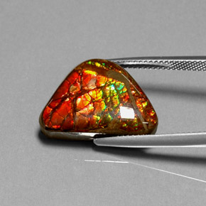 11.49캐럿 천연 멀티컬러 암몰라이트, 멋진 모양, 19.1×13.8 mm, 불투명체