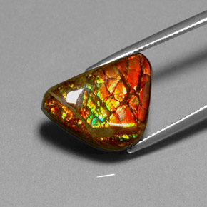 11.49캐럿 천연 멀티컬러 암몰라이트, 멋진 모양, 19.1×13.8 mm, 불투명체