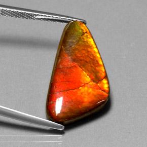 12.20캐럿 천연 다색 암몰라이트, 멋진 모양, 불투명체