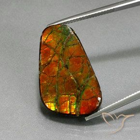 18.59ct 자연스러운 다색 암몰라이트, 팬시한, 불투명체