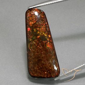 18.38ct 자연스러운 다색 암몰라이트, 팬시한, 불투명체