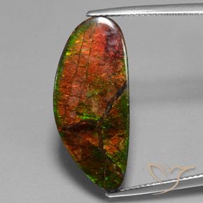 12.10ct 자연스러운 다색 암몰라이트, 팬시한, 불투명체
