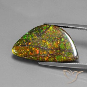 17.66ct 자연스러운 다색 암몰라이트, 팬시한, 불투명체