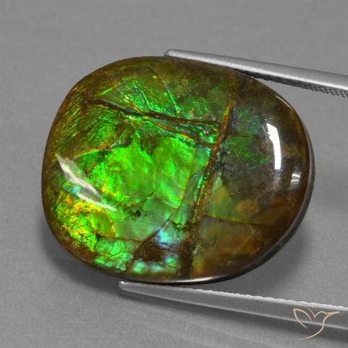 16.29ct 자연스러운 다색 암몰라이트, 팬시한, 불투명체