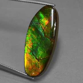 17.75캐럿 천연 멀티컬러 암몰라이트, 멋진 모양, 31.6×13 mm, 불투명체