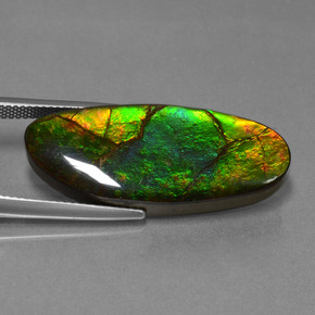 17.75캐럿 천연 멀티컬러 암몰라이트, 멋진 모양, 31.6×13 mm, 불투명체