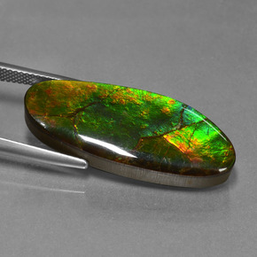 17.75캐럿 천연 멀티컬러 암몰라이트, 멋진 모양, 31.6×13 mm, 불투명체
