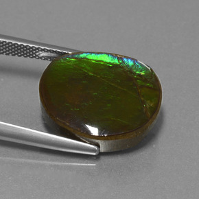 10.58캐럿 천연 다색 암몰라이트, 멋진 모양, 불투명체