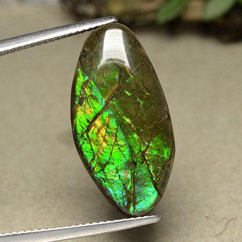 12.62ct 자연스러운 다색 암몰라이트, 팬시한, 불투명체