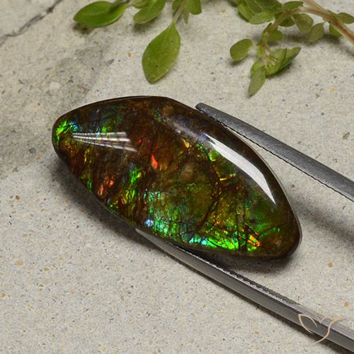 20.58ct 자연스러운 다색 암몰라이트, 팬시한, 불투명체