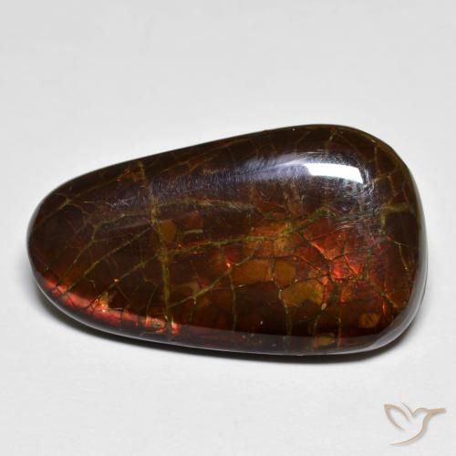 14.44ct 자연스러운 다색 암몰라이트, 팬시한, 불투명체