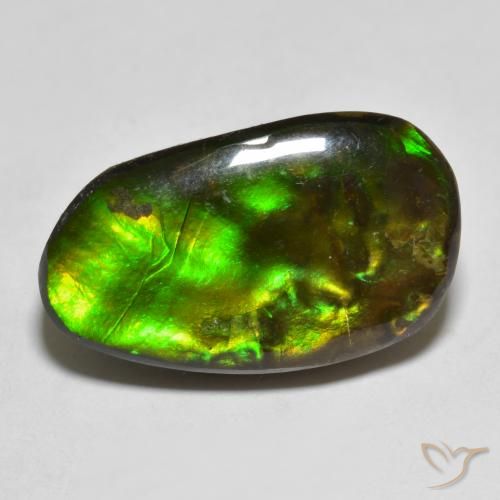 13.25ct 자연스러운 다색 암몰라이트, 팬시한, 불투명체