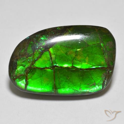 16.43ct 자연스러운 다색 암몰라이트, 팬시한, 불투명체
