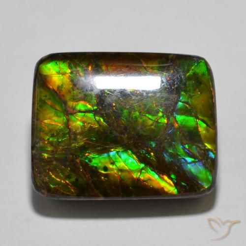 16.01ct 자연스러운 다색 암몰라이트, 방석, 불투명체
