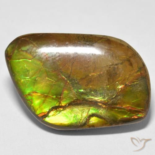 16.70ct 자연스러운 다색 암몰라이트, 팬시한, 불투명체