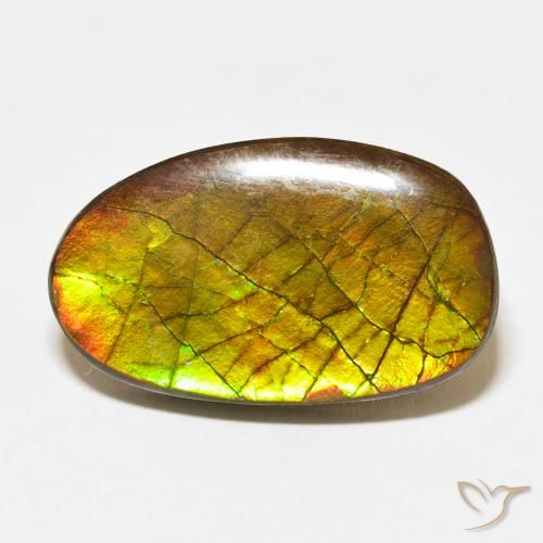 13.58ct 자연스러운 다색 암몰라이트, 팬시한, 불투명체