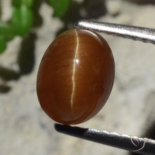 2.05캐럿 천연 딥 브라운 Cat's Eye Apatite, 타원형 컷, 7.9×6.1 mm, 투명한