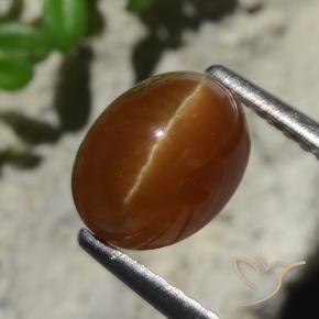 2.05캐럿 천연 딥 브라운 Cat's Eye Apatite, 타원형 컷, 7.9×6.1 mm, 투명한