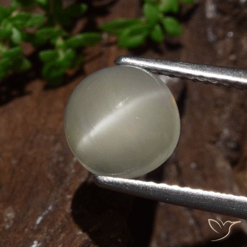 2.30ct 자연스러운 연노랑 캣츠아이 문스톤, 둥근, 투명한