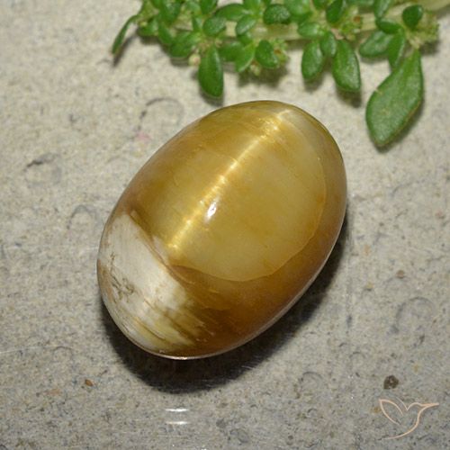 10.46ct 자연스러운 골든 캣츠아이 오팔, 타원형, 불투명체