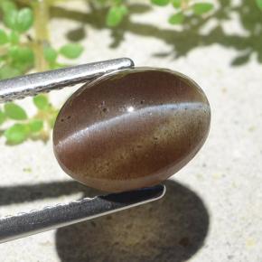 3.84캐럿 천연 웜 브라운 Cat's Eye Scapolite, 타원형 컷, 10.6×8 mm, 투명한