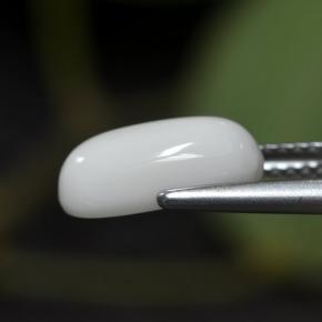 2.63캐럿 천연 화이트 산호, 타원형 컷, 11.7×6 mm, 불투명체