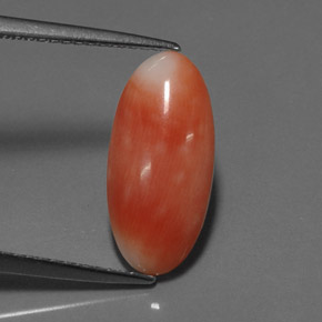 2.55캐럿 천연 화이트 살몬 산호, 타원형 컷, 15.4×7.3 mm, 불투명체