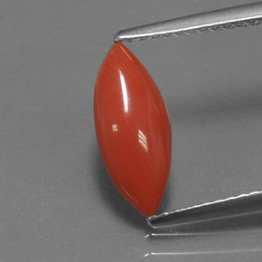 1.18캐럿 천연 화이트 살몬 산호, 마퀴즈, 12.7×5.4 mm, 불투명체
