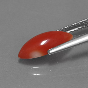 1.30캐럿 천연 화이트 살몬 산호, 마퀴즈, 11.9×5.4 mm, 불투명체
