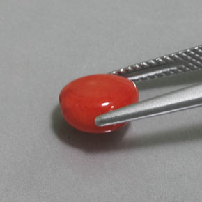 2.41캐럿 천연 연어 산호, 멋진 모양, 불투명체