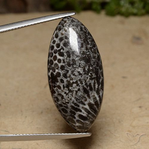 20.70ct 자연스러운 다색 산호, 보석, 불투명체