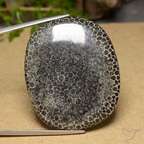 63.14ct 자연스러운 다색 산호, 방석, 불투명체
