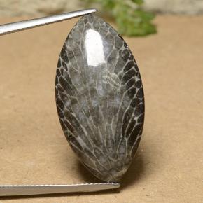 18.93캐럿 천연 멀티컬러 산호, 마퀴즈, 31.6×16.2 mm, 불투명체