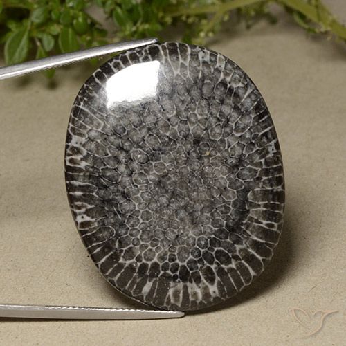 64.23ct 자연스러운 다색 산호, 타원형, 불투명체