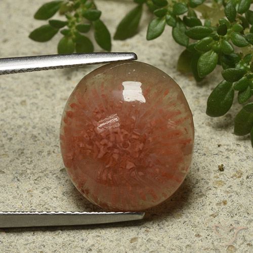 9.34ct 자연스러운 다색 산호, 타원형, 투명한