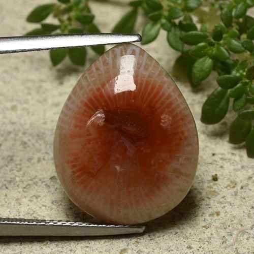 11.86ct 자연스러운 다색 산호, 배 모양, 투명한